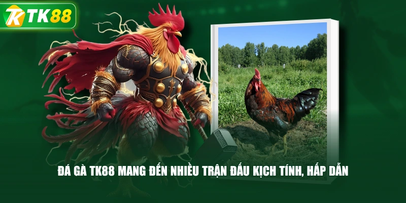 Đá Gà TK88 Mang Đến Nhiều Trận Đấu Kịch Tính, Hấp Dẫn