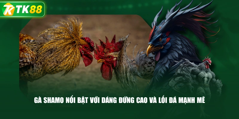 Gà Shamo Nổi Bật Với Dáng Đứng Cao Và Lối Đá Mạnh Mẽ